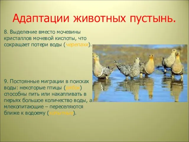 Адаптации животных пустынь. 8. Выделение вместо мочевины кристаллов мочевой кислоты,