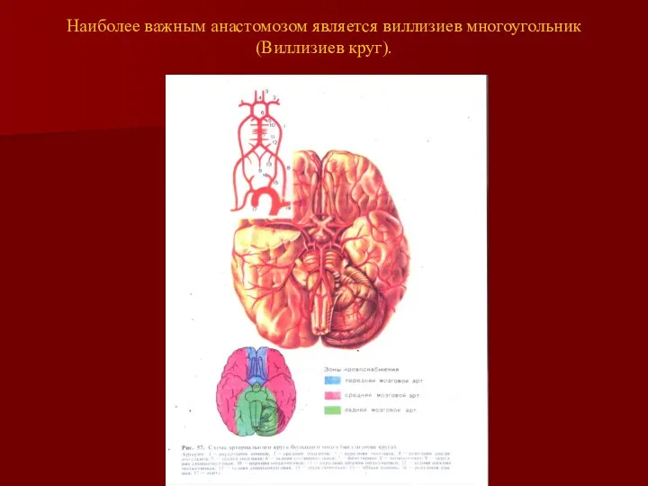 Наиболее важным анастомозом является виллизиев многоугольник (Виллизиев круг).