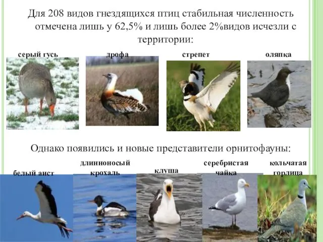 Для 208 видов гнездящихся птиц стабильная численность отмечена лишь у 62,5% и лишь