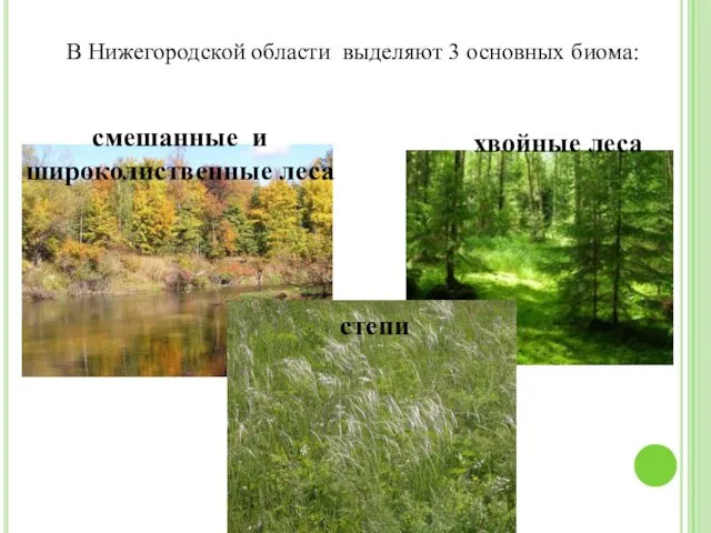 В Нижегородской области выделяют 3 основных биома: хвойные леса степи смешанные и широколиственные леса