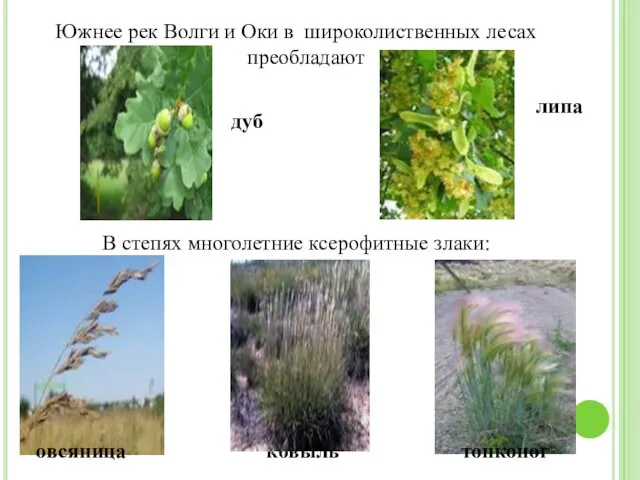 Южнее рек Волги и Оки в широколиственных лесах преобладают В степях многолетние ксерофитные