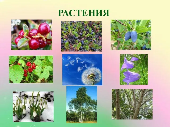 РАСТЕНИЯ