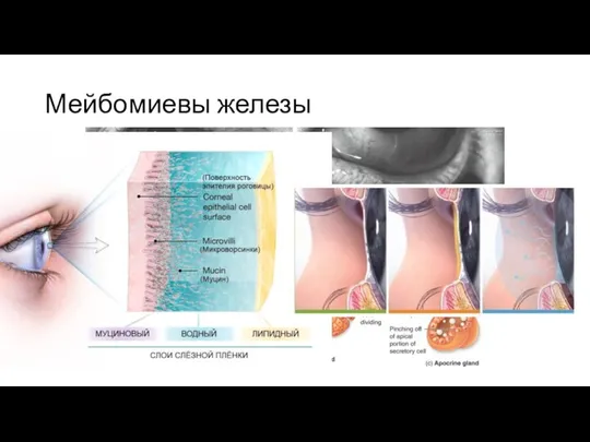 Мейбомиевы железы