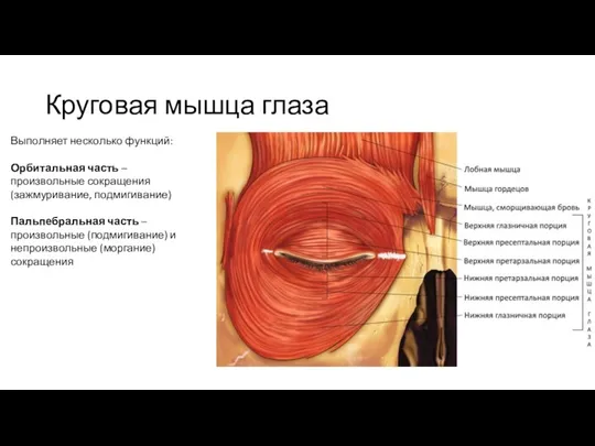 Круговая мышца глаза Выполняет несколько функций: Орбитальная часть – произвольные