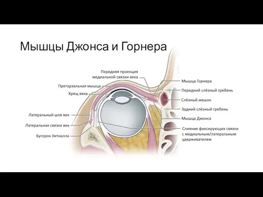 Мышцы Джонса и Горнера