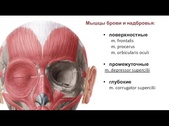 Мышцы брови и надбровья: поверхностные m. frontalis m. procerus m.