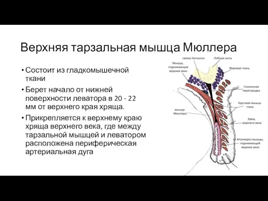 Верхняя тарзальная мышца Мюллера Состоит из гладкомышечной ткани Берет начало