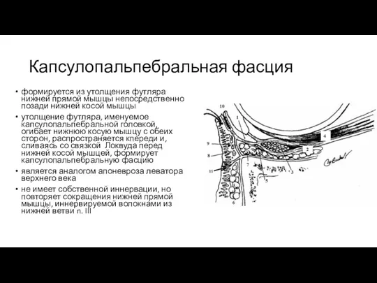 Капсулопальпебральная фасция формируется из утолщения футляра нижней прямой мышцы непосредственно