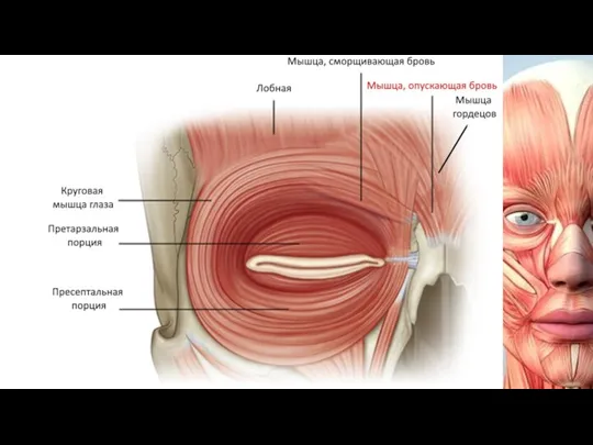 M. depressor supercilii берет начало от носовой части лобной кости