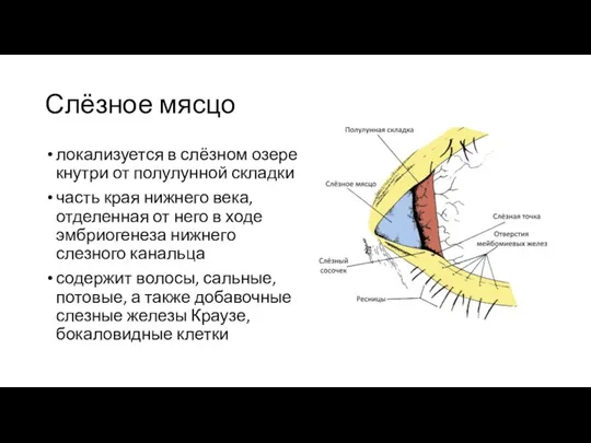 Слёзное мясцо локализуется в слёзном озере кнутри от полулунной складки