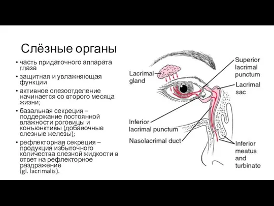 Слёзные органы часть придаточного аппарата глаза защитная и увлажняющая функции