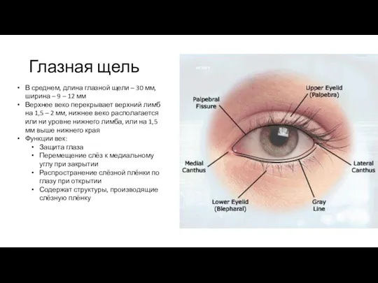 Глазная щель В среднем, длина глазной щели – 30 мм,