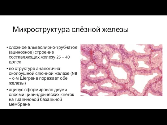 Микроструктура слёзной железы сложное альвеолярно-трубчатое (ацинозное) строение составляющих железу 25