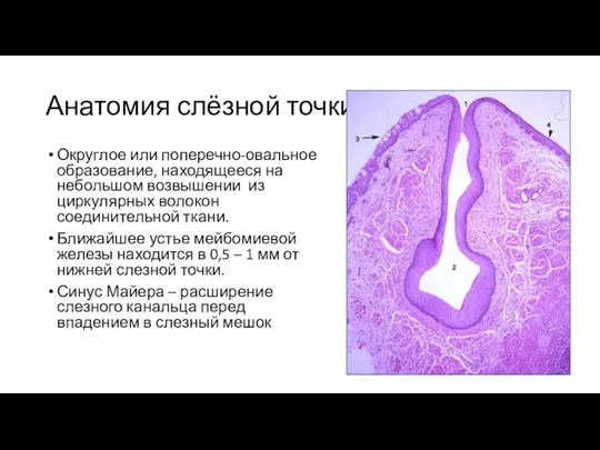 Анатомия слёзной точки Округлое или поперечно-овальное образование, находящееся на небольшом