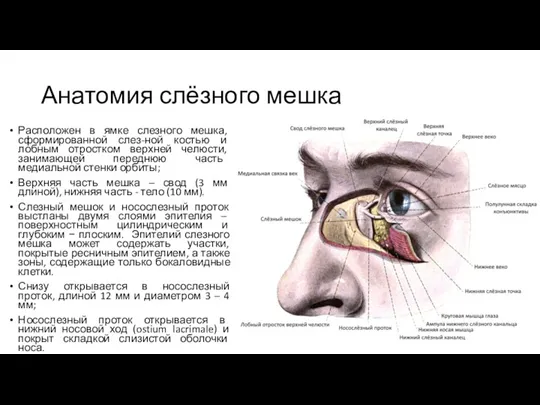 Анатомия слёзного мешка Расположен в ямке слезного мешка, сформированной слез-ной