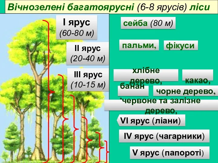 Вічнозелені багатоярусні (6-8 ярусів) ліси пальми, фікуси сейба (80 м)