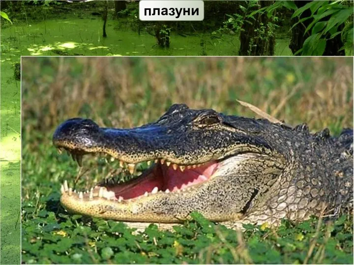 плазуни