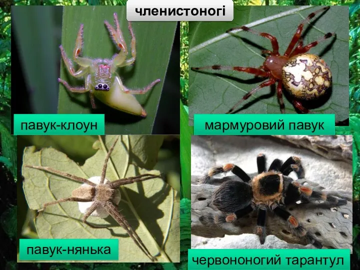 павук-клоун мармуровий павук павук-нянька червононогий тарантул членистоногі