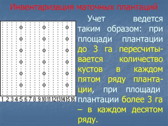 Учет ведется таким образом: при площади плантации до 3 га пересчиты-вается количество кустов