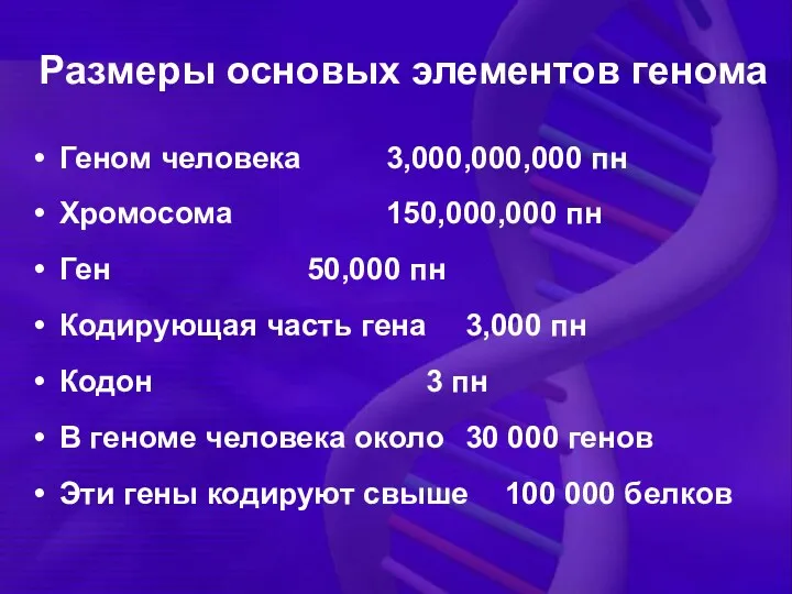 Геном человека 3,000,000,000 пн Хромосома 150,000,000 пн Ген 50,000 пн