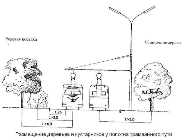 Размещение деревьев и кустарников у полотна трамвайного пути