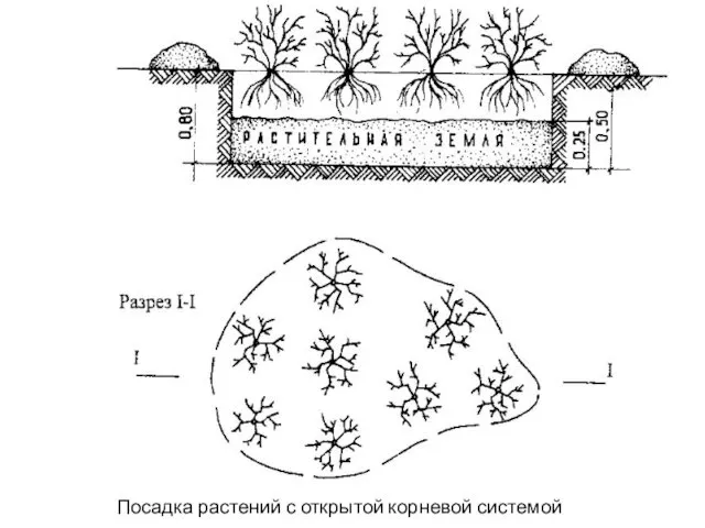 Посадка растений с открытой корневой системой