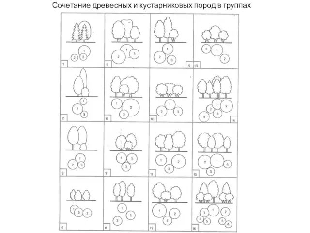 Сочетание древесных и кустарниковых пород в группах