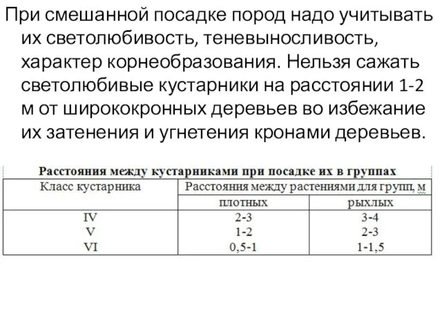 При смешанной посадке пород надо учитывать их светолюбивость, теневыносливость, характер