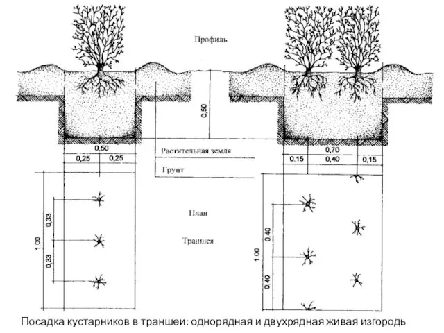 Посадка кустарников в траншеи: однорядная и двухрядная живая изгородь