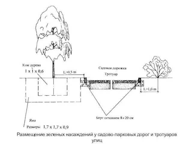 Размещение зеленых насаждений у садово-парковых дорог и тротуаров улиц