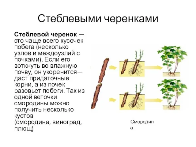 Стеблевыми черенками Стеблевой черенок — это чаще всего кусочек побега