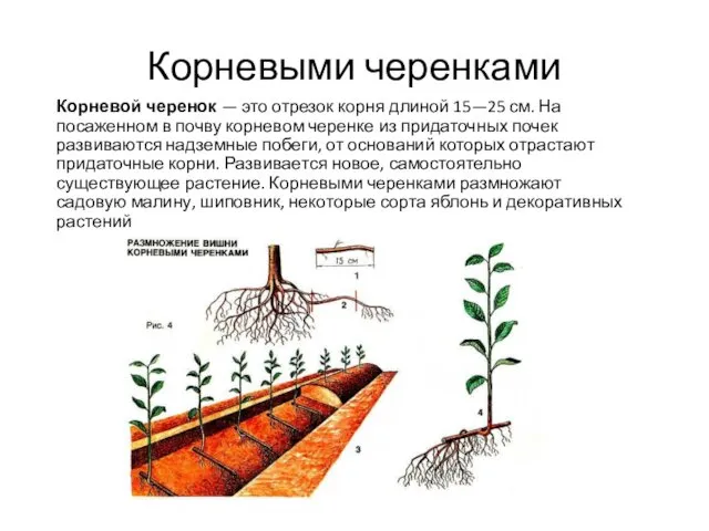 Корневыми черенками Корневой черенок — это отрезок корня длиной 15—25