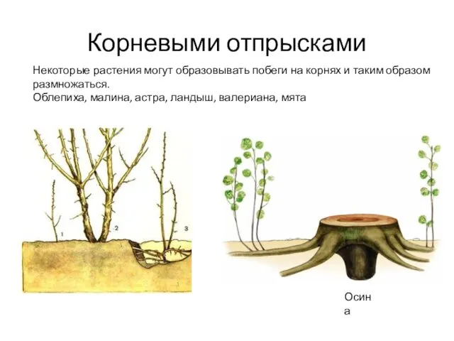 Корневыми отпрысками Осина Некоторые растения могут образовывать побеги на корнях