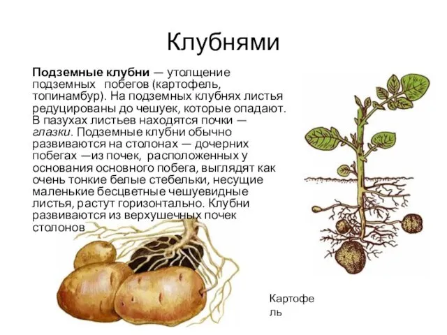 Подземные клубни — утолщение подземных побегов (картофель, топинамбур). На подземных