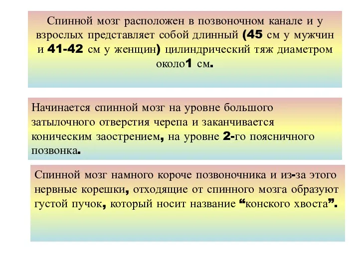 Спинной мозг расположен в позвоночном канале и у взрослых представляет