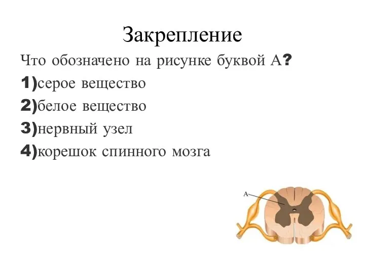 Закрепление Что обозначено на рисунке буквой А? 1)серое вещество 2)белое вещество 3)нервный узел 4)корешок спинного мозга