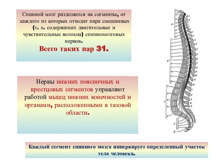 Спинной мозг разделяется на сегменты, от каждого из которых отходит