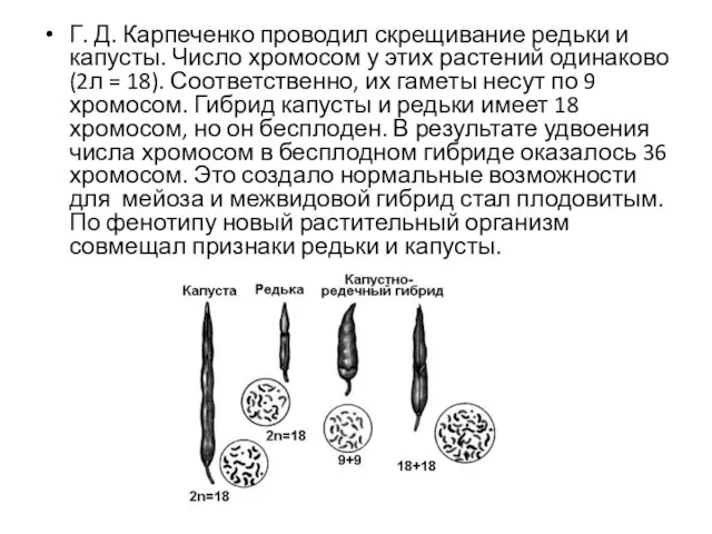 Г. Д. Карпеченко проводил скрещивание редьки и капусты. Число хромосом