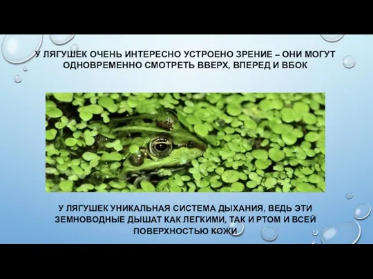 У ЛЯГУШЕК ОЧЕНЬ ИНТЕРЕСНО УСТРОЕНО ЗРЕНИЕ – ОНИ МОГУТ ОДНОВРЕМЕННО