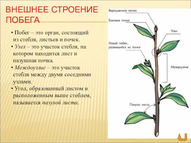 ВНЕШНЕЕ СТРОЕНИЕ ПОБЕГА Побег – это орган, состоящий из стебля,