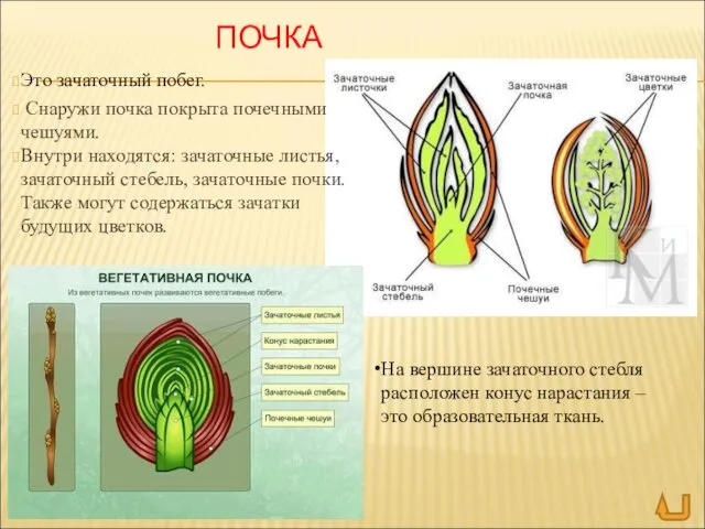 ПОЧКА Это зачаточный побег. Снаружи почка покрыта почечными чешуями. Внутри