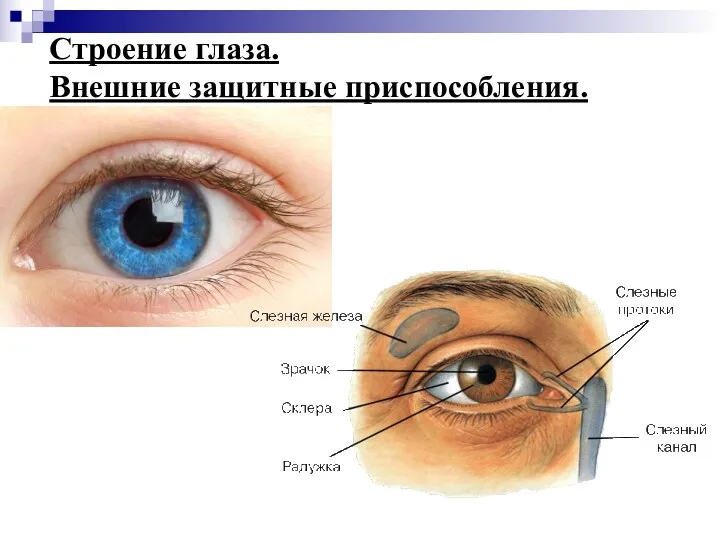 Строение глаза. Внешние защитные приспособления.