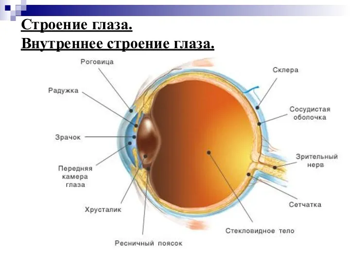 Строение глаза. Внутреннее строение глаза.