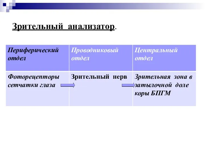 Зрительный анализатор. Периферический отдел Центральный отдел Слуховой нерв