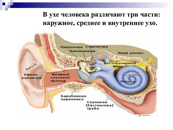 В ухе человека различают три части: наружное, среднее и внутреннее ухо.