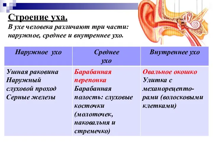 Строение уха. В ухе человека различают три части: наружное, среднее и внутреннее ухо.