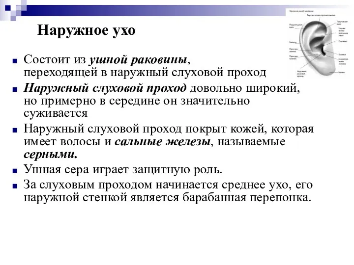 Состоит из ушной раковины, переходящей в наружный слуховой проход Наружный