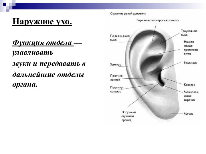 Наружное ухо. Функция отдела — улавливать звуки и передавать в дальнейшие отделы органа.