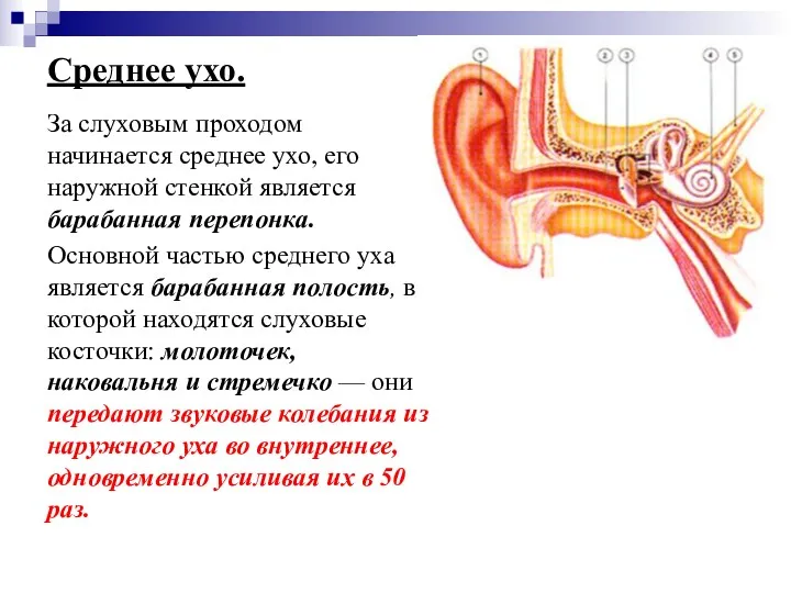 Среднее ухо. За слуховым проходом начинается среднее ухо, его наружной