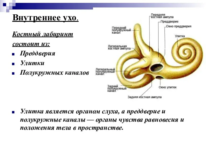 Внутреннее ухо. Костный лабиринт состоит из: Преддверия Улитки Полукружных каналов